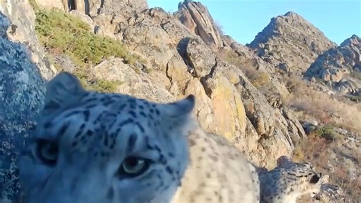 Snow leopards spotted in rare footage in northwest China's Xinjiang Uygur Autonomous Region