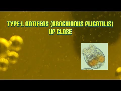 TYPE L ROTIFERS Brachionus plicatilis Up Close