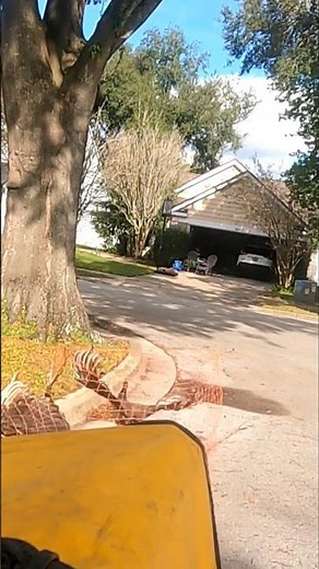 Catching invasive peafowl with a NET GUN!