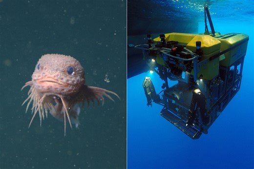 Researchers Discover New Bumpy Deep-Sea Snailfish That Resembles a Pixar Character