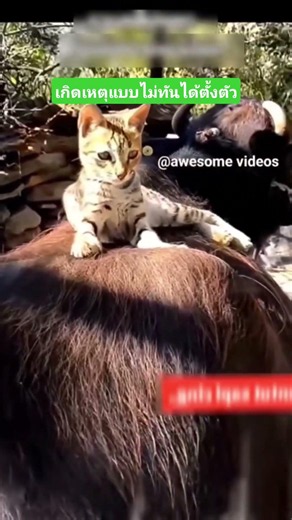 กำลังสบายๆ ก็เกิดเหตุแบบไม่ทันได้ตั้งตัว #funny #cat #reels #awesomevideos #comedy