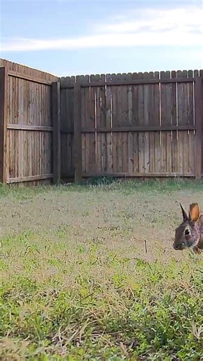 follow for more cute wild hare bunny rabbit videos! comment f4f if u want a follow back 🐰 #bunny #wildbunny #rabbit #wildrabbit #f4f
