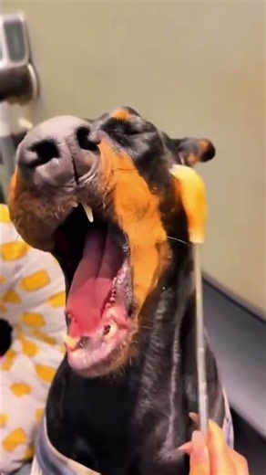 Dogs vs. Cats Funny Pets 🐕🐈 #dogsandcats #shorts