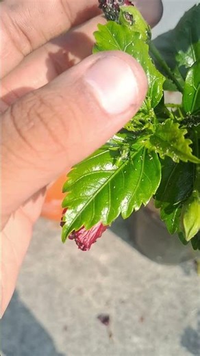 # how to remove virus from your plant # green eraa