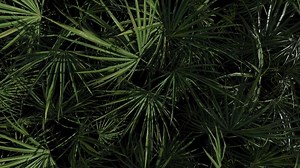 Jungle background, tropical palm leaves moving on dark backdrop. 3d render. Seamless loop.