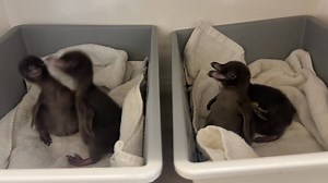 Hoiho chick hand rearing season! Talk about a myriad of emotions. There are many downs but also so many ups. Our vet team and all the amazing volunteers helping, can't save every chick that's admitted to hospital but they do their absolute best and try everything for every single little chick that is admitted. It is an emotional rollarcoaster and every death hits very hard especially knowing how much trouble hoiho are in. The species is declining at an alarming rate so every individual bird coun