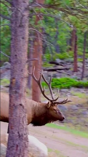 Elk Enjoying Grass in the Wild 🦌🌿