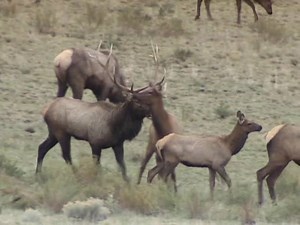 249K views · 4.3K shares | Enjoy this #RMEF Video short - Among the Herd Rocky Mountain Elk Foundation #ProudMembers | Rocky Mountain Elk Foundation | Facebook