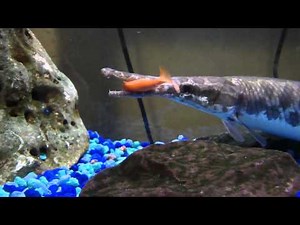 Feeding my florida gar some goldfish - Gar eating feeders