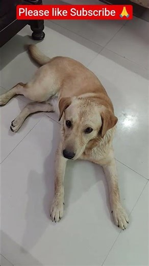 Mummy Mein depression Mein ja raha hun# Labrador dog#ytshorts #youtubeshorts #shorts#tranding