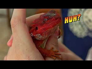 Why I Chose a Bearded Dragon – A Unique & Adorable Pet!