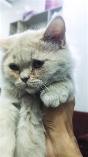 This kitten just stole my heart😻💕#cute #kitten #cat #meow