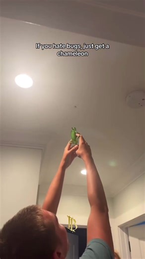 This is awesome . . #lizard #spider #fyp