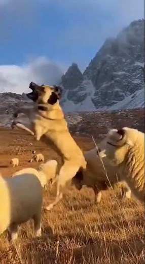 EAGLE vs DOG: The Ultimate Fight! 🦅🐕