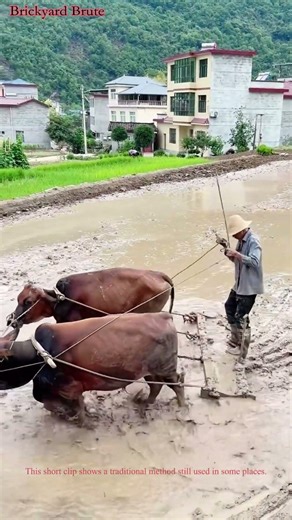 The Art of Leveling a Field with Oxen