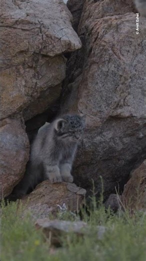A rare encounter with a family of Pallas's cats #NHM #WPY #Mongolia