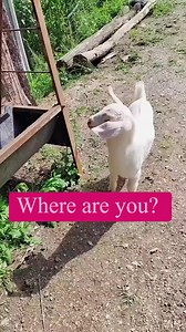 #kidsactivities | Goats