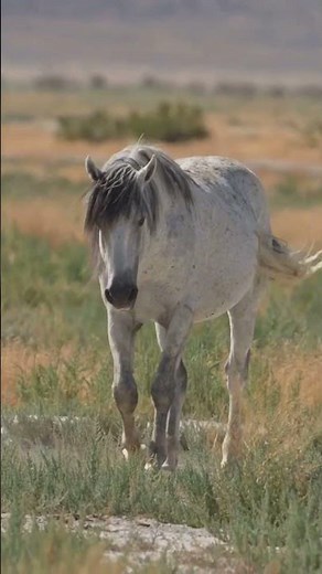7 Fun Facts About Mustang Horses!