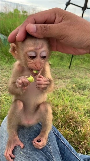 Cute baby monkey #monkeychallenge #babymonkeybobby #babymonkey #monkey