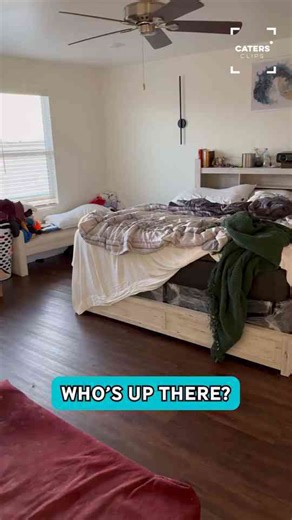 Dog found on closet shelf surprises owner in Arizona