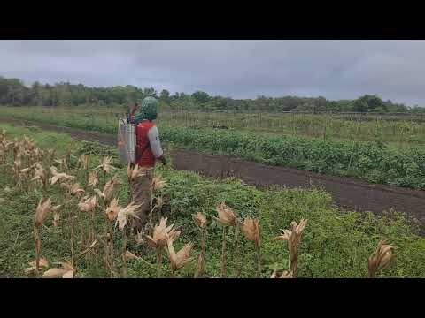 The Process of Spraying Pest Grass in Corn Fields — Agriculture Farming
