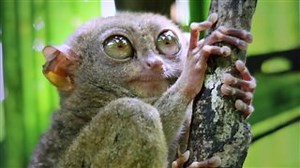 ABSURD PLANET Trailer | Movie Trailers and Videos