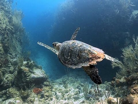 Nature: Marine life of the U.S. Virgin Islands