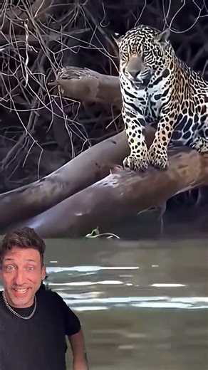 Giant Otter Documentary: Sea Lion Interaction