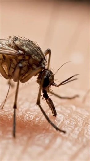 “The Secret Life of Insects | Amazing Close-Up Footage”