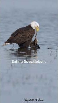 Bald Eagle Hunts Specklebelly #birds #wildlife #sacramento #migratorybirds y