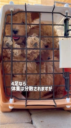 人間の腰はなぜこんなに壊れやすいのか？