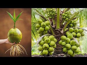 THE EASY WAY TO MAKE A COCONUT TREE TO PRODUCE ABUNDANT FRUIT | How to grow coconut