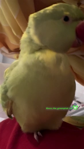 Yes I’m a Boy 🥹 Lately I’ve had a lot of people asking why Ricco doesn’t have a ring around his neck if he’s a boy. He is a pied mutation ringneck parrot. The pied mutations as some people may know come in a dominant and a recessive pied, with Ricco being a recessive pied mutation. The recessive pied has different characteristics such as the light feet, black eyes and the entire beak being fully red, the one major key factor is the males do not develop a ring, so a DNA test will be required. In