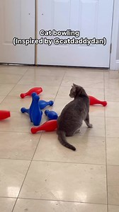 Cat bowling with asteroid destroyer | Nathan Kessel Official