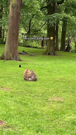 Adorable Monkeys at Trentham Monkey Forest