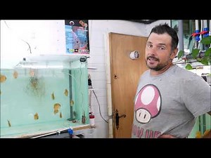 Reportage Chez Un Eleveur De Discus