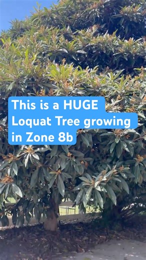 Huge Loquat Tree Growing in Virginia Zone 8b #Loquat #growyourownfood