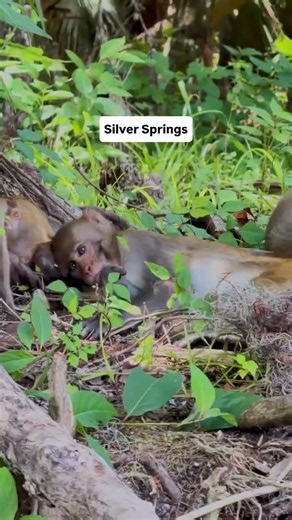 Hot take: the best part of Florida is 100% the springs 🤍 Comment “FLMAP” for my free Google Map of