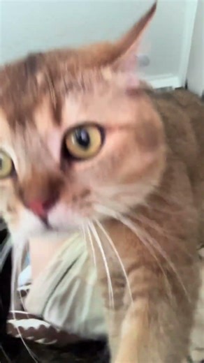 Cute Cat Kneading on Owner 🐱💛 So Relaxing & Adorable Moment!