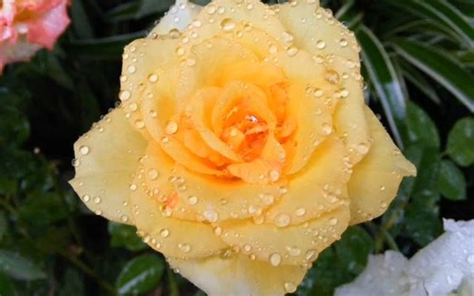 Dear Heart - Andy Williams (with lyrics)