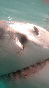 2.5M views · 10K reactions | Great White Shark Skimming The Surface #greatwhiteshark #greatwhite #shark @gopro | White Shark Ocean | Facebook