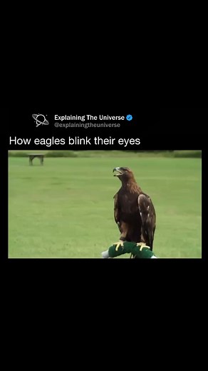 Eagles have a unique way of blinking using a nictitating membrane, a translucent third eyelid that moves horizontally across the eye. This membrane helps keep their eyes moist, clean, and protected while maintaining visibility. Unlike humans, who blink with their upper and lower eyelids, eagles primarily use this membrane to blink and shield their eyes, especially during flight, hunting, or high-speed dives. #reels #learn #explore | Explaining Everything