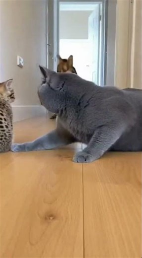 🔥🐱 One Slap Changes Everything