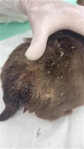 Wounded Baby Abandoned, Crying Nonstop As Maggots Relentlessly Tear Into Open Sore [STORY BELOW]