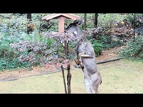 Deer hops up on hind legs to feast on bird feeder