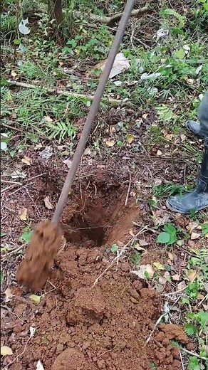 use a spade to dig yam on the hill