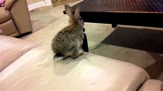 Blooper of pet bunny.
