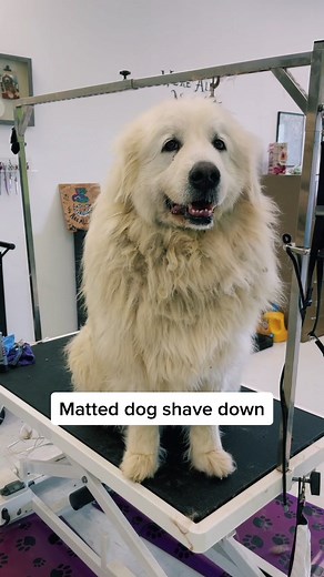 Great Pyrenees Dog Shave Down: Before and After Grooming Transformation
