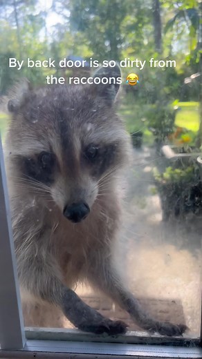 Brittany Rose on TikTok