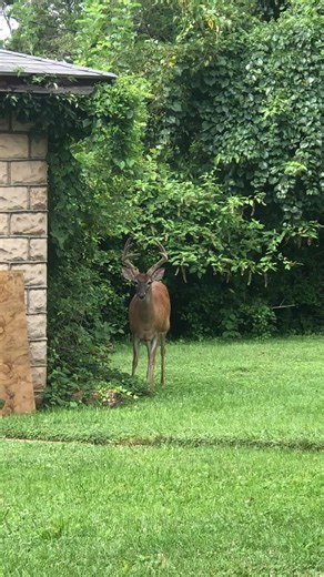 On Tuesday February 17, 2026 This video was taken on August 10, 2023 🦌⭐️⭐️⭐️⭐️